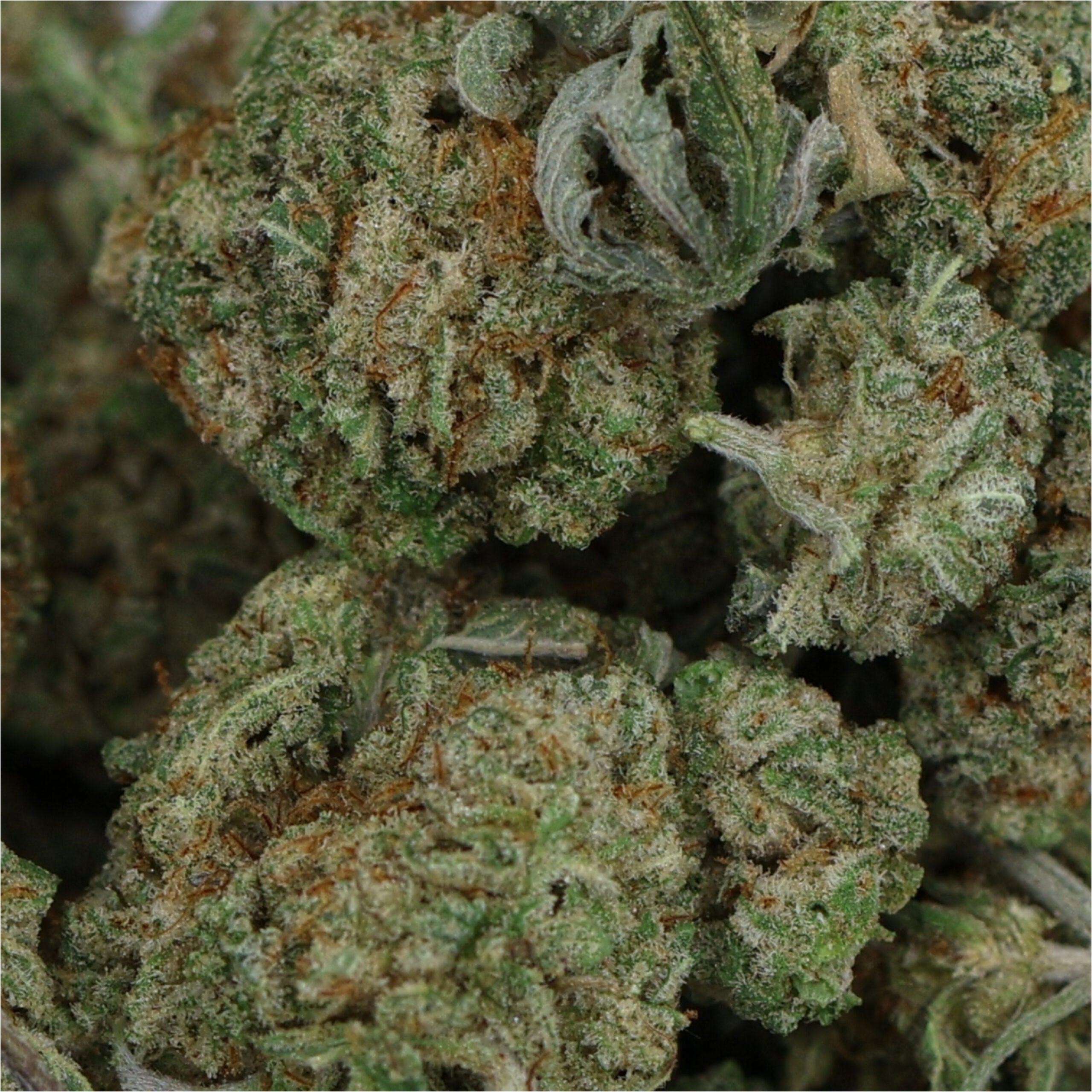 LuckyFarms-Alien-Cookies-Smalls-02