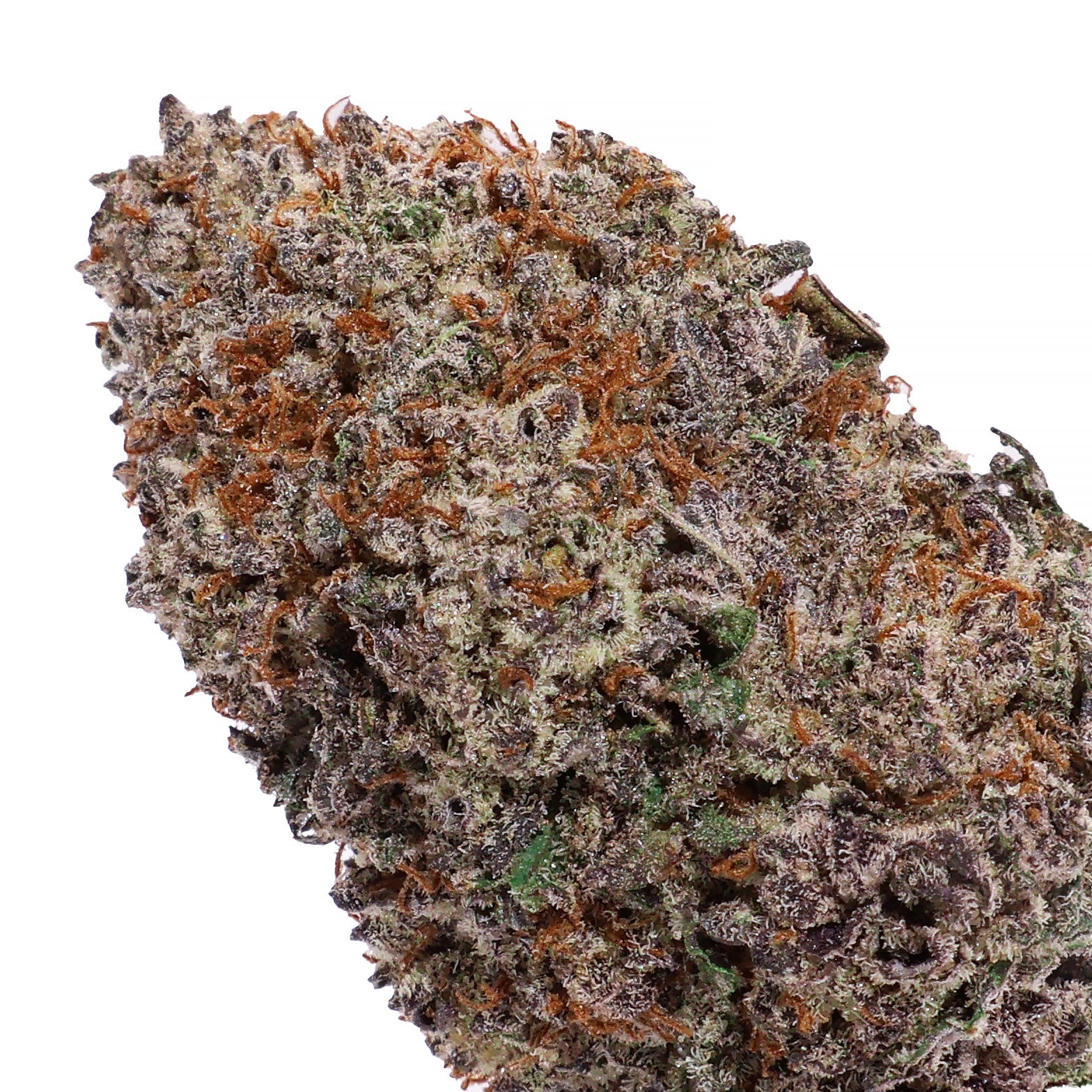 Lucky-Farms-Black-Domina-02