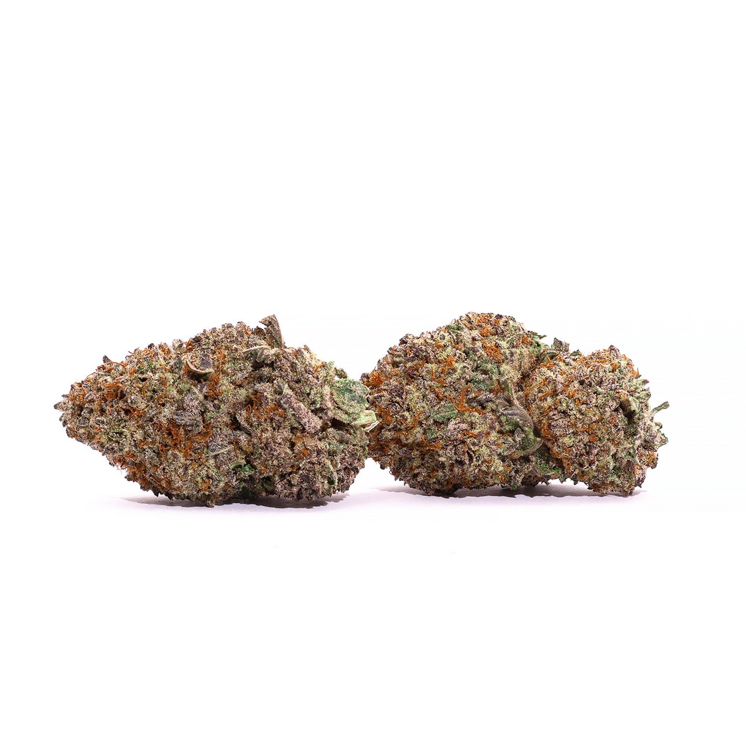 Lucky-Farms-Black-Domina-03