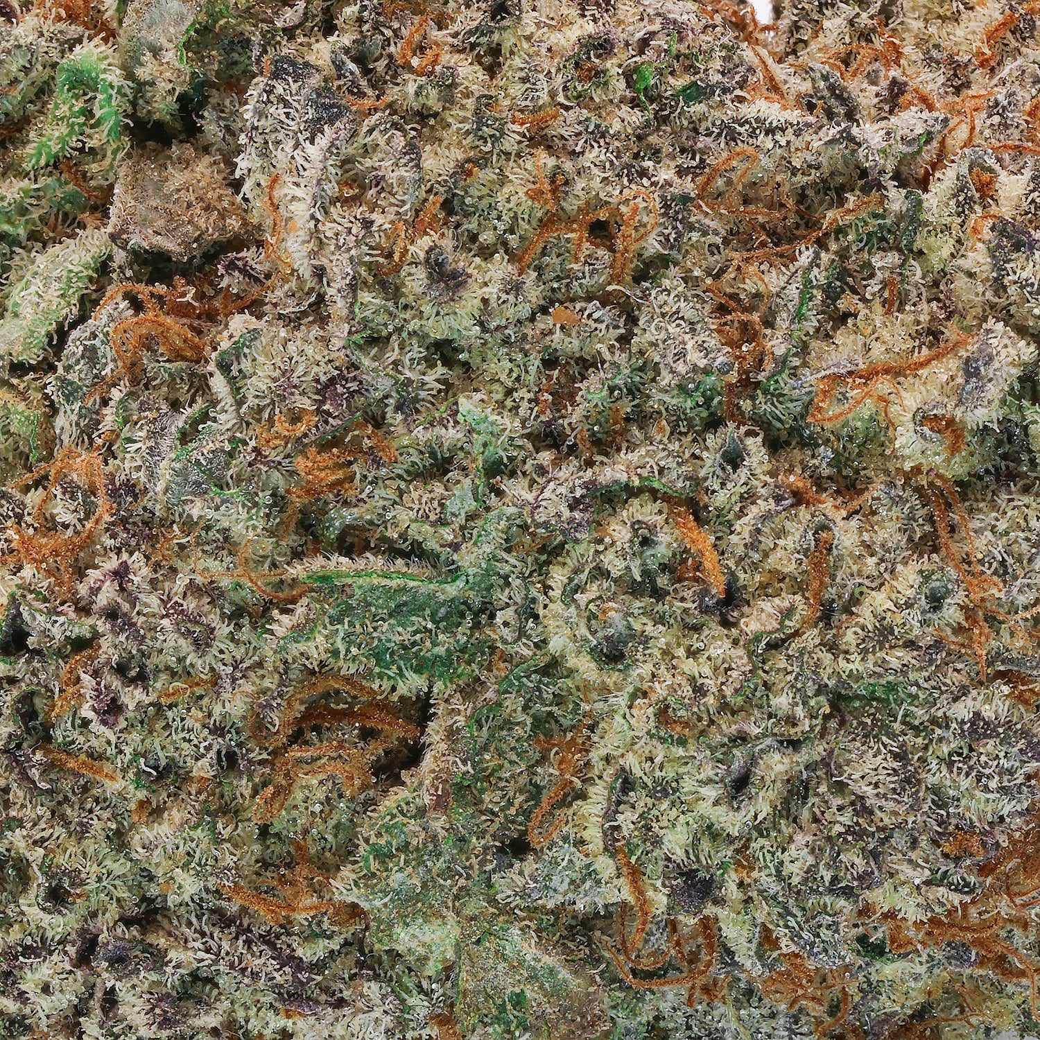 Lucky-Farms-Black-Domina-05