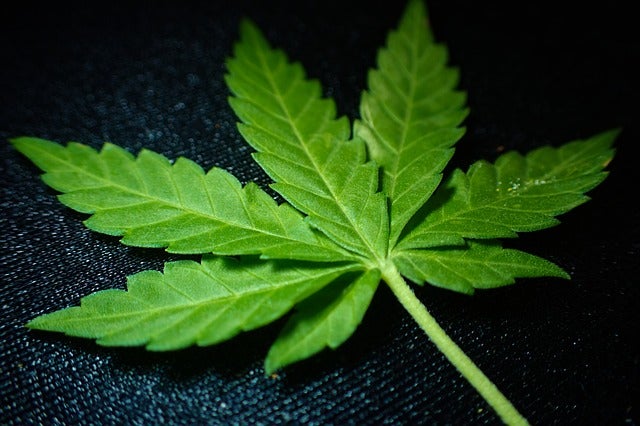 Cannabis Leaf