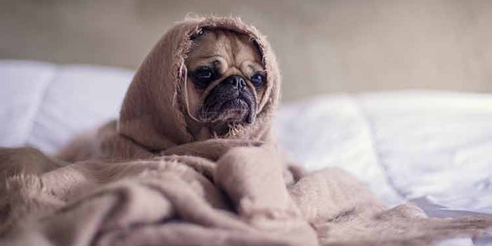 cbd for dogs and pets