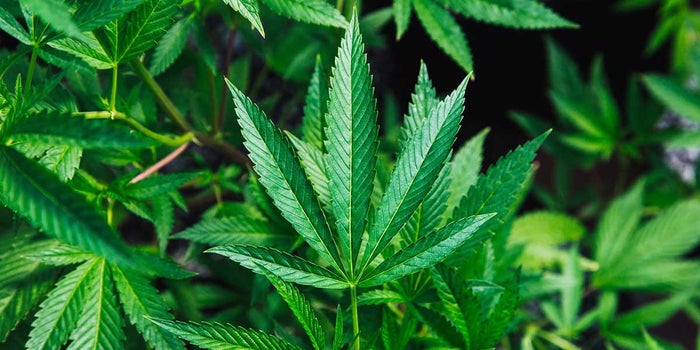 Best Weed Strains - Indica & Sativa