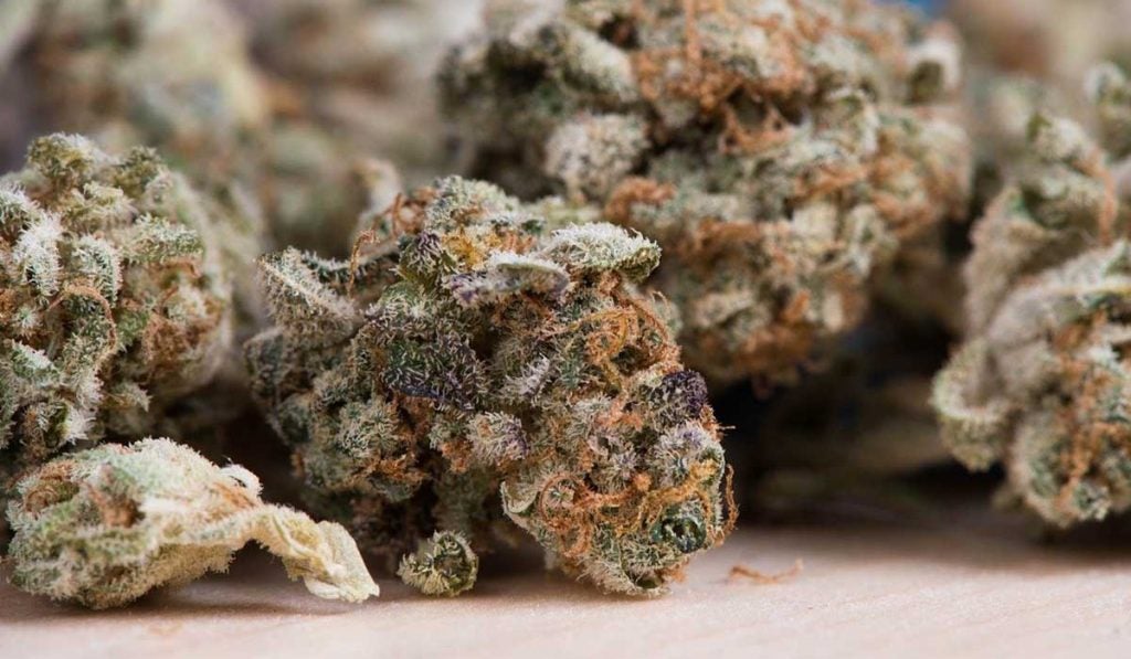 Best Sativa Strains