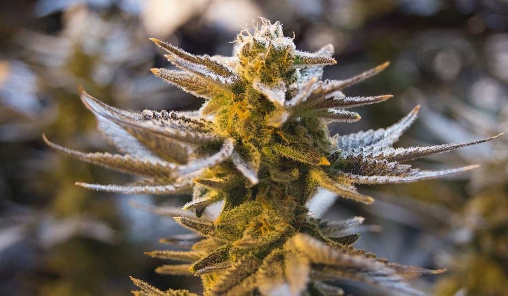 Most Potent Weed Strains