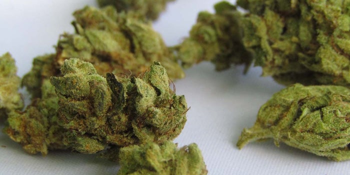 How to Store Weed & Keep it Fresh