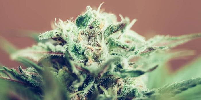 Pink Kush Cannabis Flower