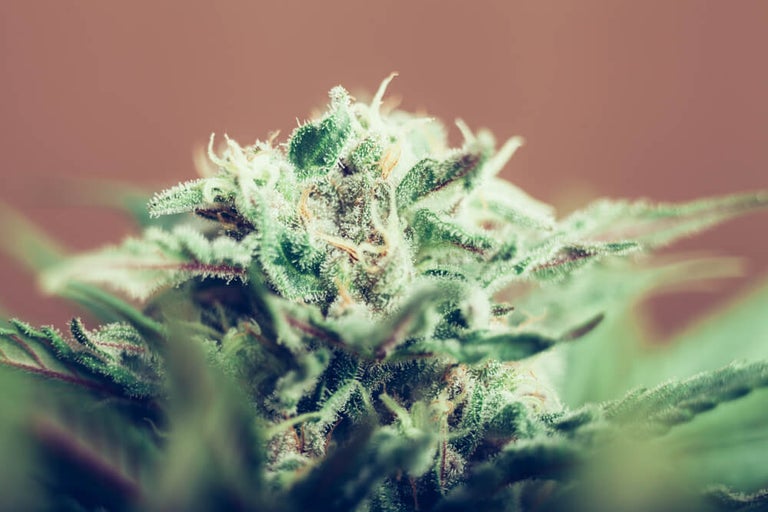 Pink Kush Cannabis Flower