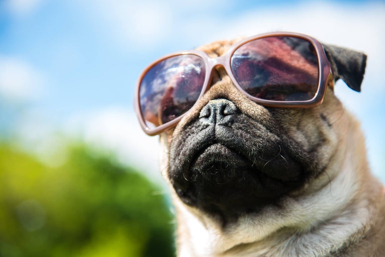 CBD For Dogs Canada