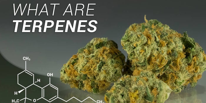 What Are Terpenes In Cannabis?