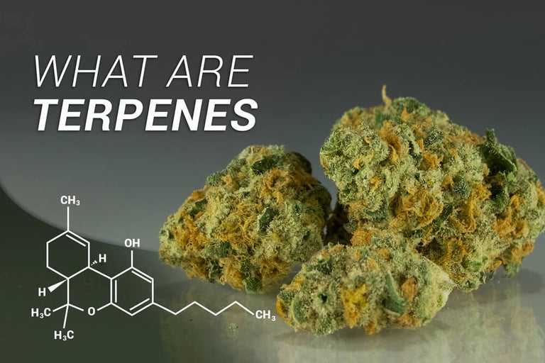 What Are Terpenes In Cannabis?
