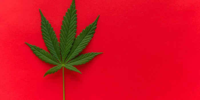 Top Cannabis Strains of All Time