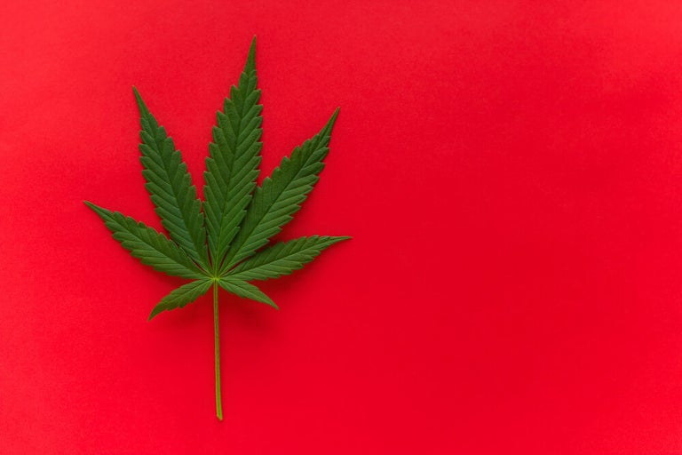 Top Cannabis Strains of All Time