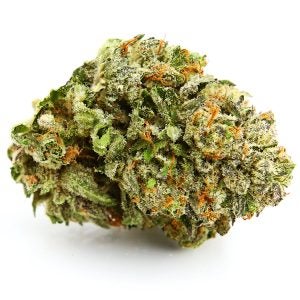 singular bud of zombie kush cannabis strain