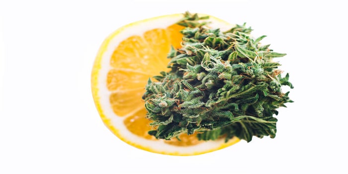 Best Lemon Weed Strains