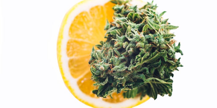 Best Lemon Weed Strains