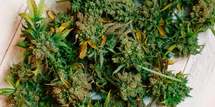 best couch lock strains