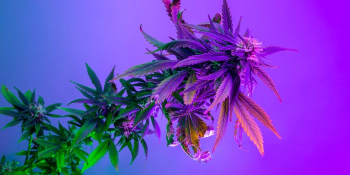 Exotic Marijuana Strains