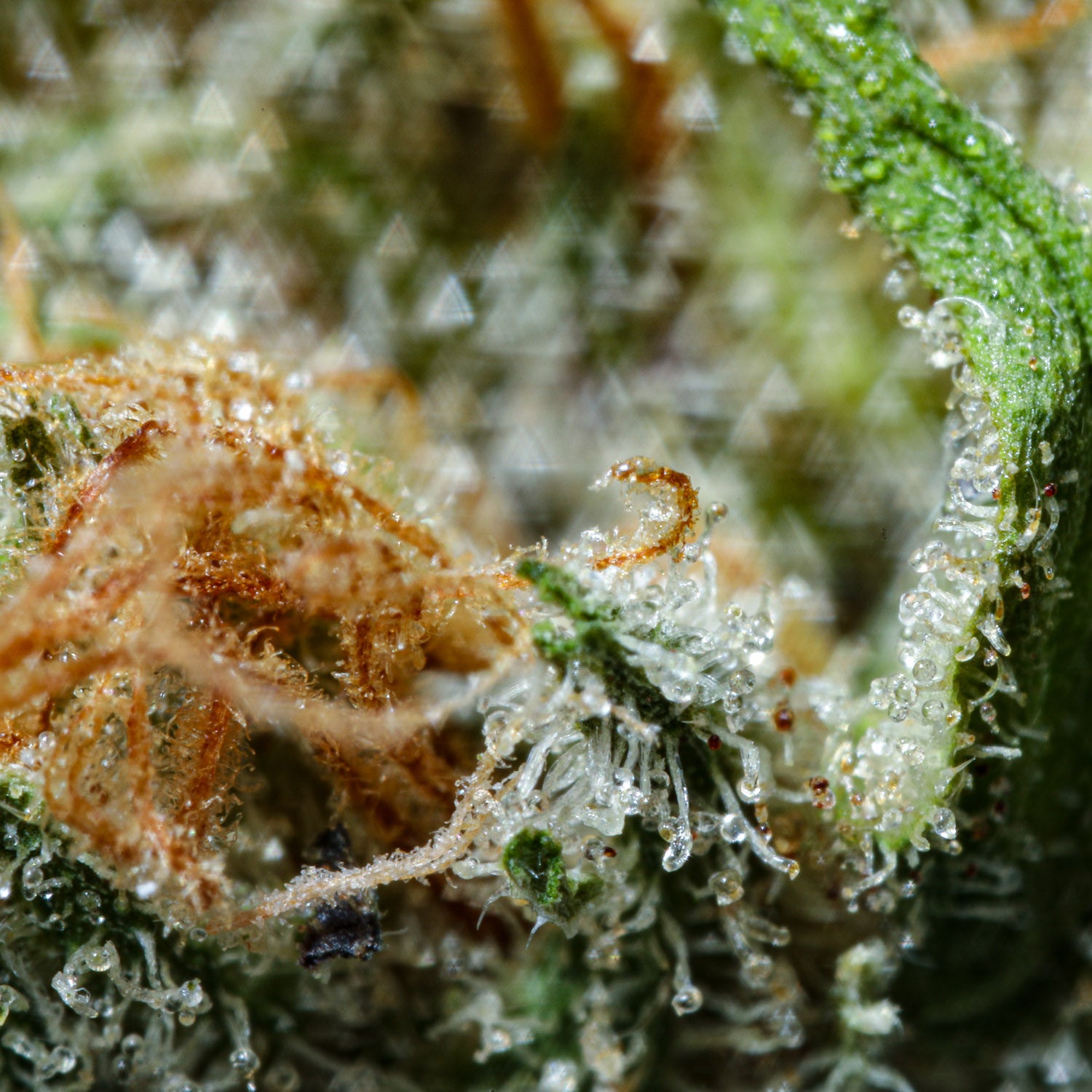 High-quality weed bud with amazing crystal trichomes.