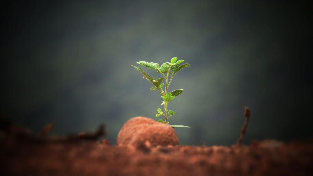 Organic Cannabis Seedling