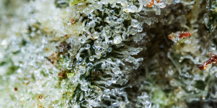 Gorilla Glue 2 strain close up picture. Trichome rich with orange pistils.