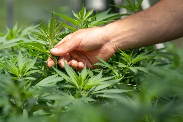 Cannabis Grading System