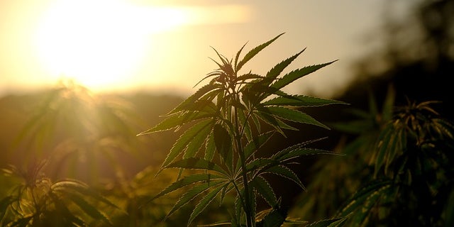 What Is a landrace strain? ancient cannabis origins