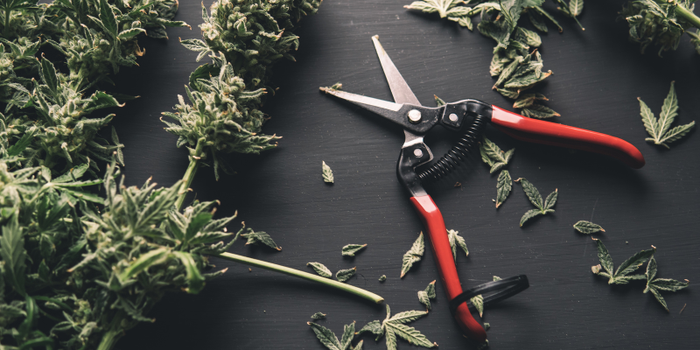 Wet Trim VS. Dry Trim Cannabis