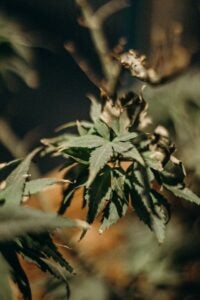 Cannabis Quality And White Ash