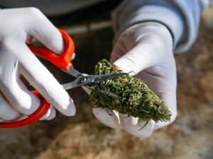 Cannabis Dry Trim Scissors
