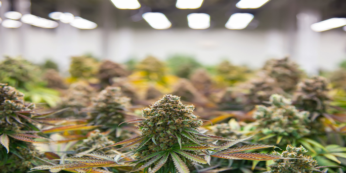 auto-flower cannabis plants growing indoors under LED lights