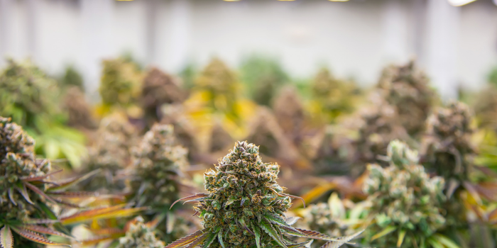 auto-flower cannabis plants growing indoors under LED lights