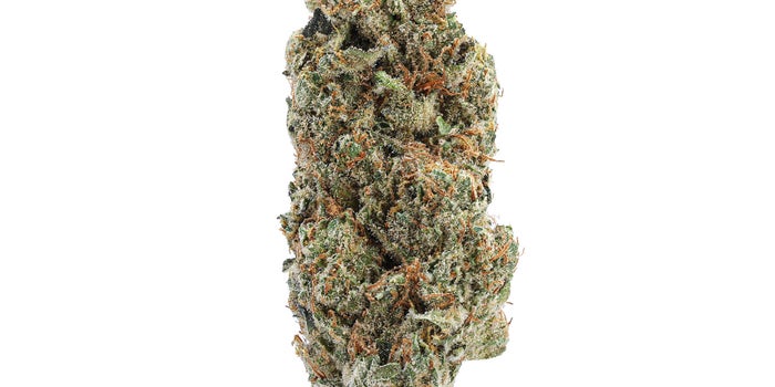 Gelato bud, darker green with orange hairs, coated in crystal trichomes, making the nug look pale