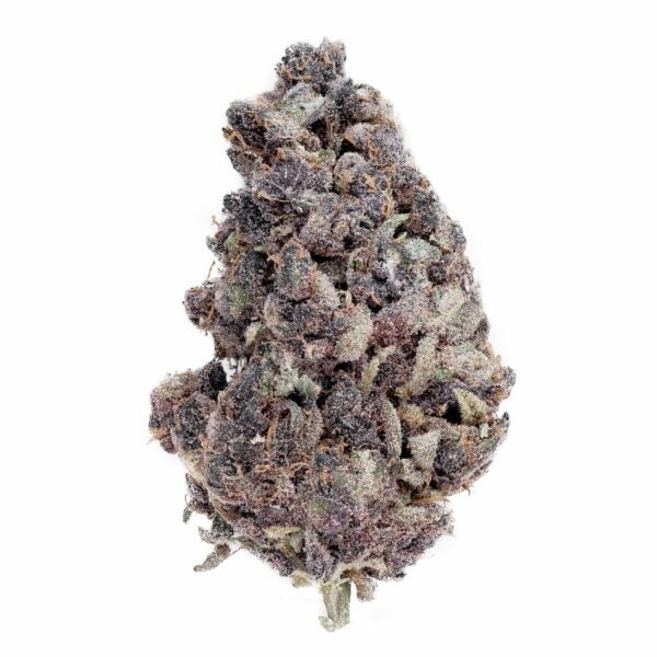 Moonrise cannabis strain. A greyish cone shaped cannabis bud sits on a white background.