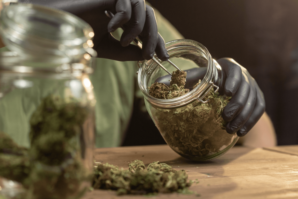 Man with black rubber gloves storing cannabis in large glass jars using tweezers to prevent moldy weed.