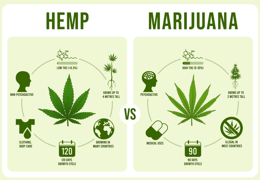 Infographic explaining the difference between hemp and marijuana
