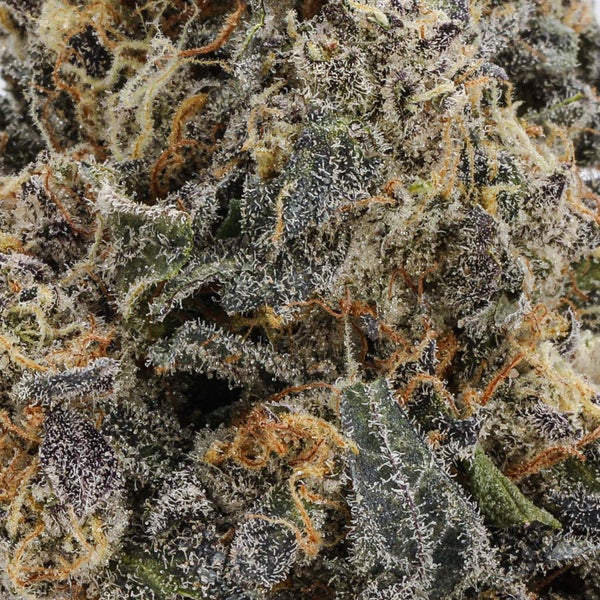 Oso Fuego Animal Mints Close-up