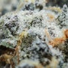 Oso Fuego Animal Mints Close-up
