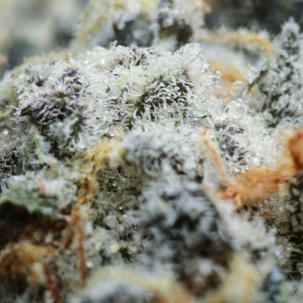 Oso Fuego Animal Mints Close-up