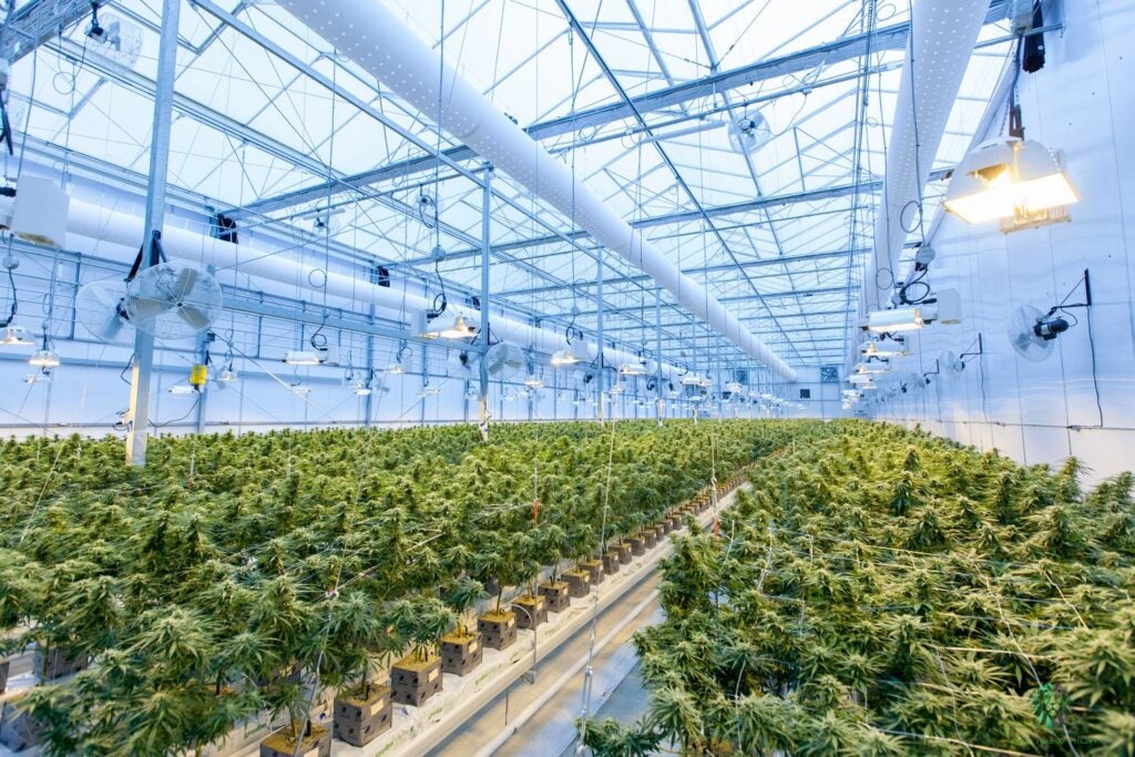 Bright white cannabis greenhouse with controlled temperature. It is a large facility with rows of cannabis plants lined up.
