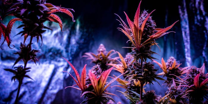 Purple BC bud flower sprouting out in an ominous area that is dark purple and mysterious.