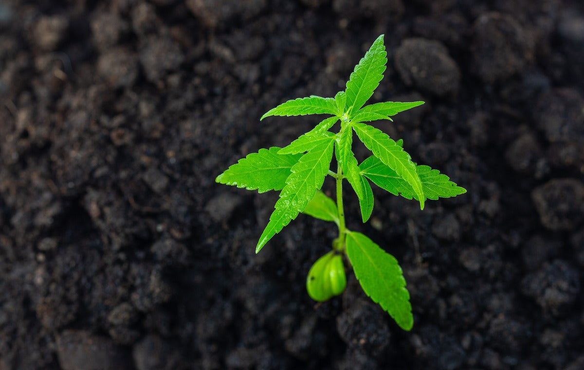 A single healthy cannabis plant before High stress training