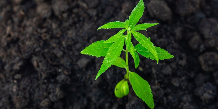 A single healthy cannabis plant before High stress training