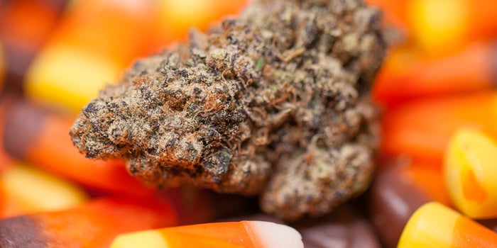 Spooky Cannabis Nugget in front of sweet candy corn for halloween