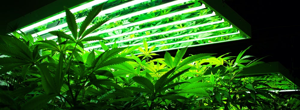 Cannabis Growing Underneath LED Light