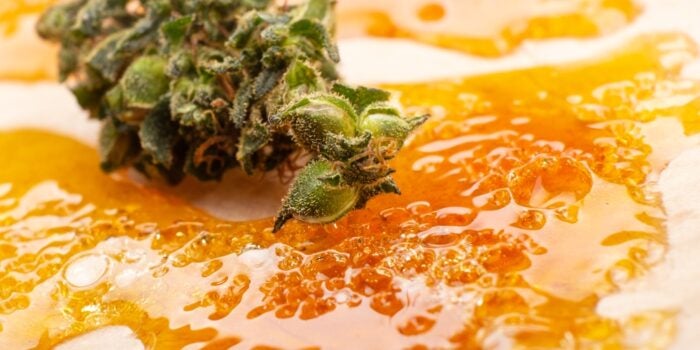 Thc distillate surrounding marijuana bud. Orange liquid substance oozes around the cannabis bud.