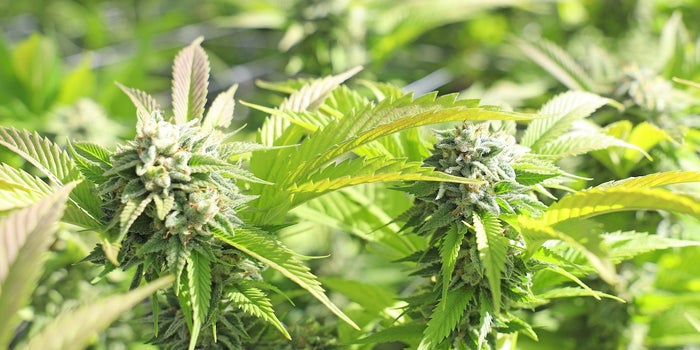 Cannabis plant with multiple colas. Produced by topping the cannabis plant.