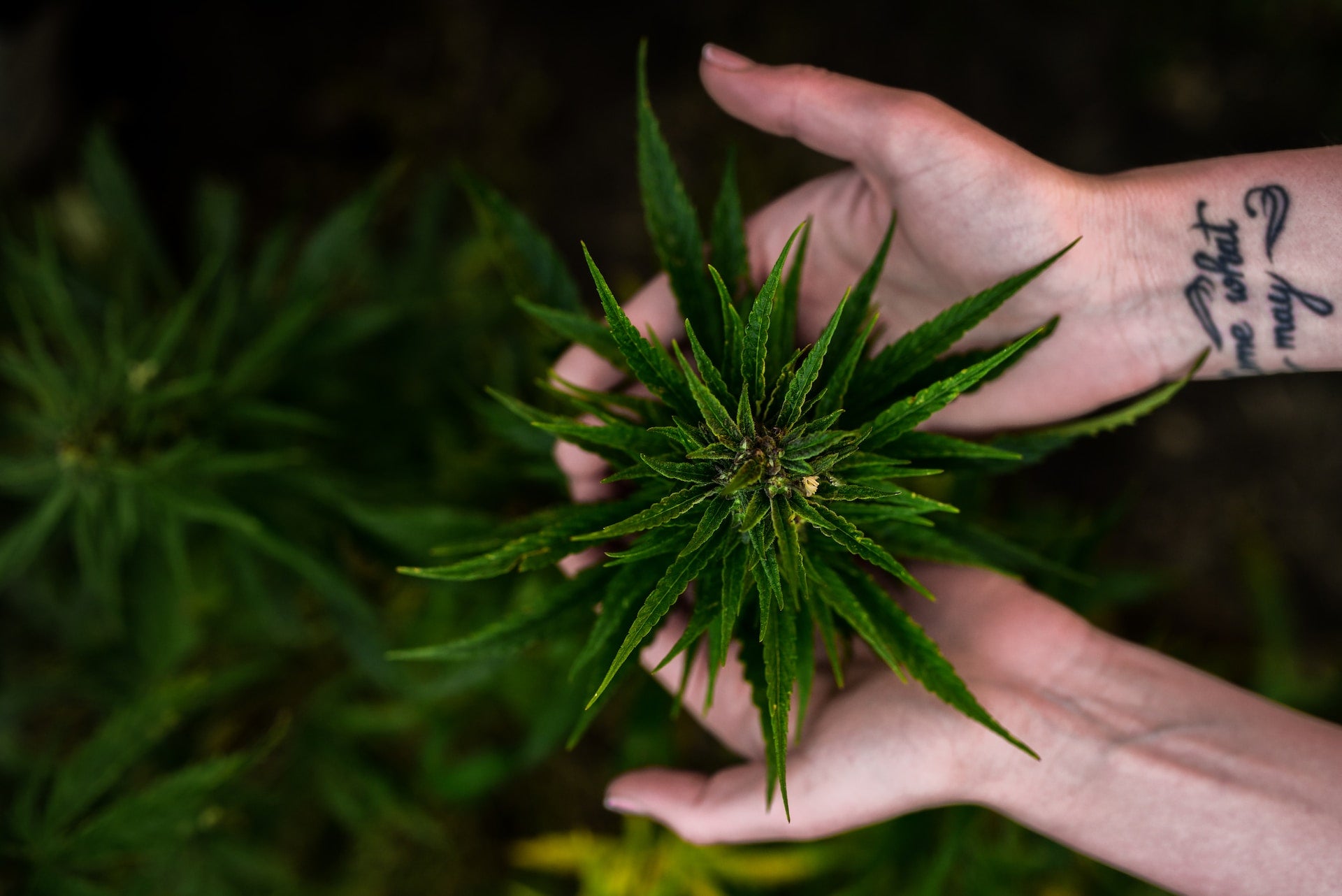 Male hand holding up cannabis plant grown by fimming.