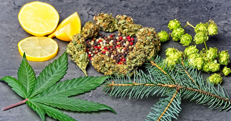 Farnesene terpene blog image. Cannabis buds, sliced lemons, cannabis leaf and pine tree branch sits on a concrete floor.