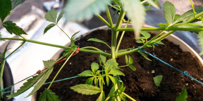 birds eye view of low stress training. Rubber bands are put in place to spread out the branches of the cannabis plant.